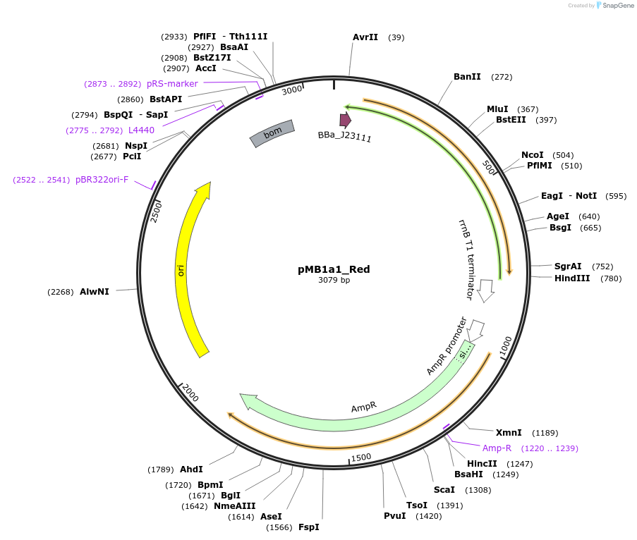 243860-plasmid-map-sequence-id-492950
