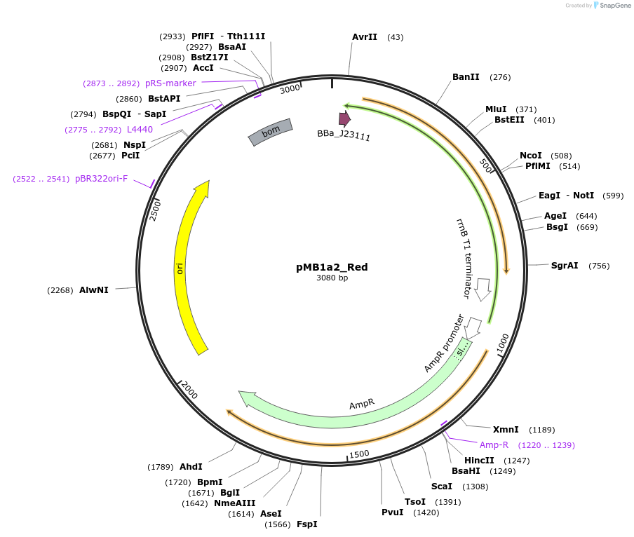 243861-plasmid-map-sequence-id-492953