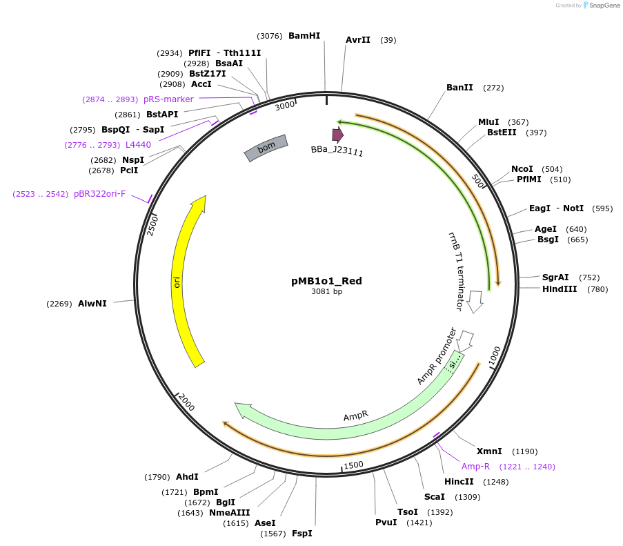 243862-plasmid-map-sequence-id-492955