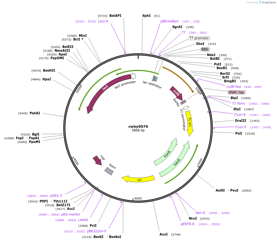 247426-plasmid-map-sequence-id-492962