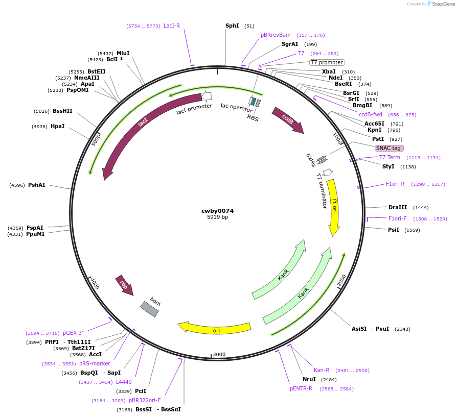 247425-plasmid-map-sequence-id-492969