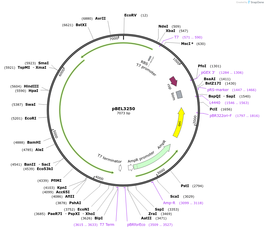 247058-plasmid-map-sequence-id-492970