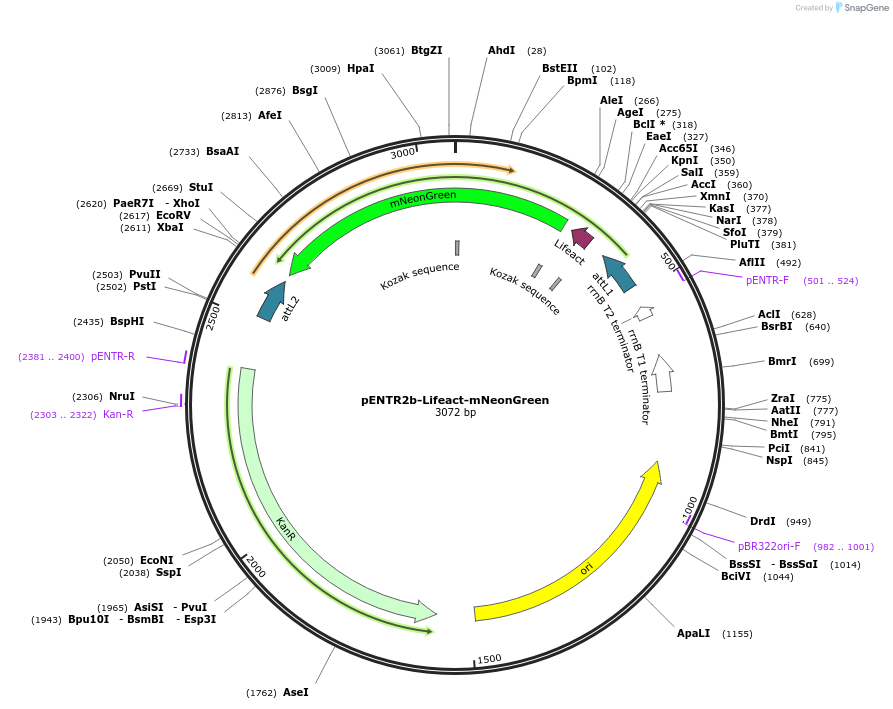 225496-plasmid-map-sequence-id-492971