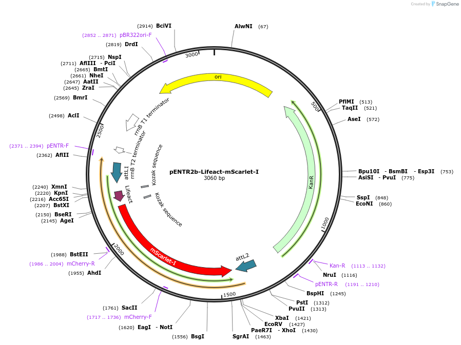225497-plasmid-map-sequence-id-492972
