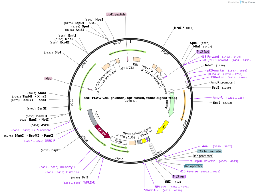 247778-plasmid-map-sequence-id-492974