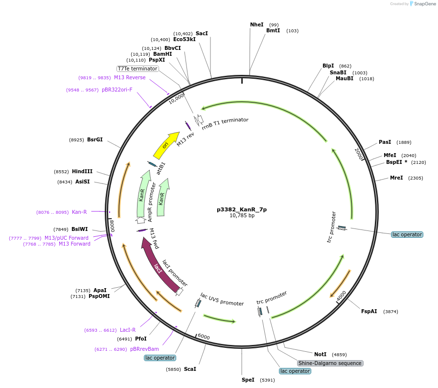 247308-plasmid-map-sequence-id-492976