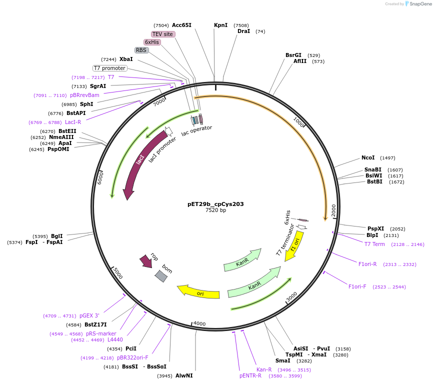 247771-plasmid-map-sequence-id-492978