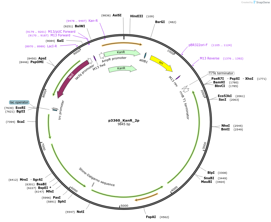 247302-plasmid-map-sequence-id-492980