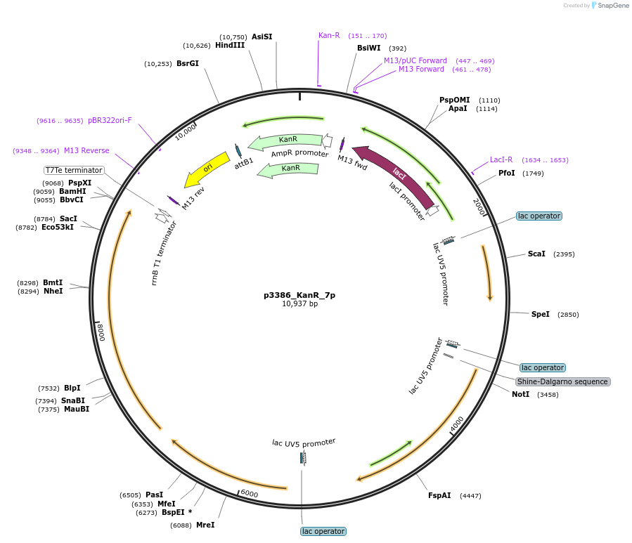 247309-plasmid-map-sequence-id-492982