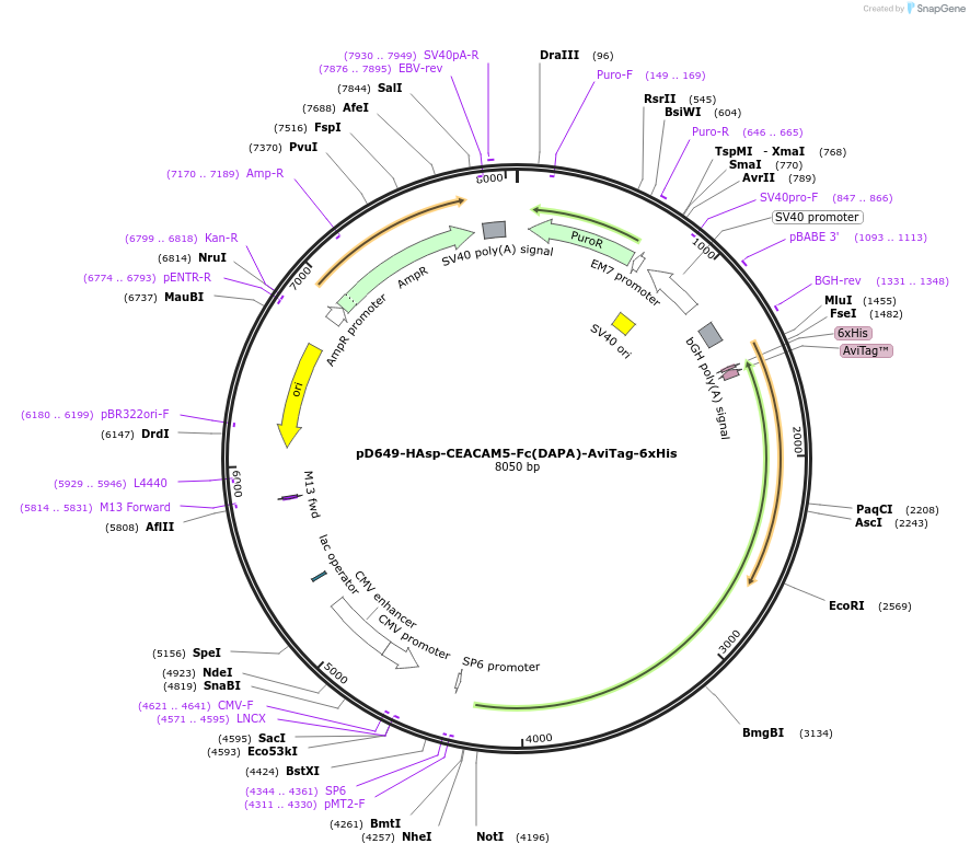 156937-plasmid-map-sequence-id-492983