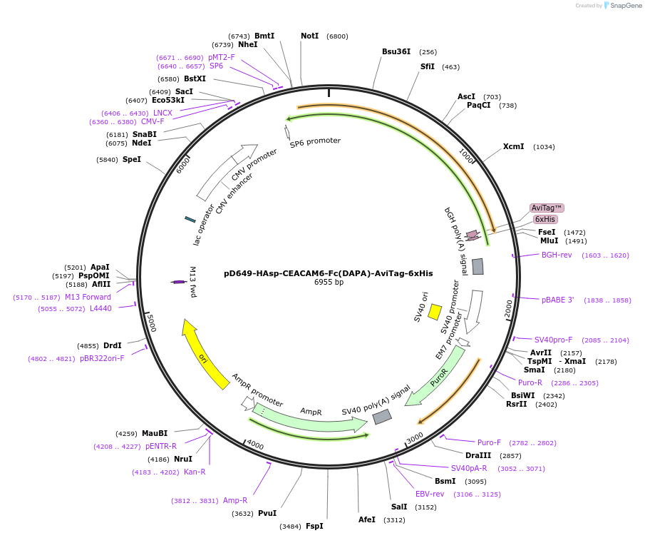 156723-plasmid-map-sequence-id-492984