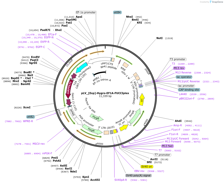 240160-plasmid-map-sequence-id-492985