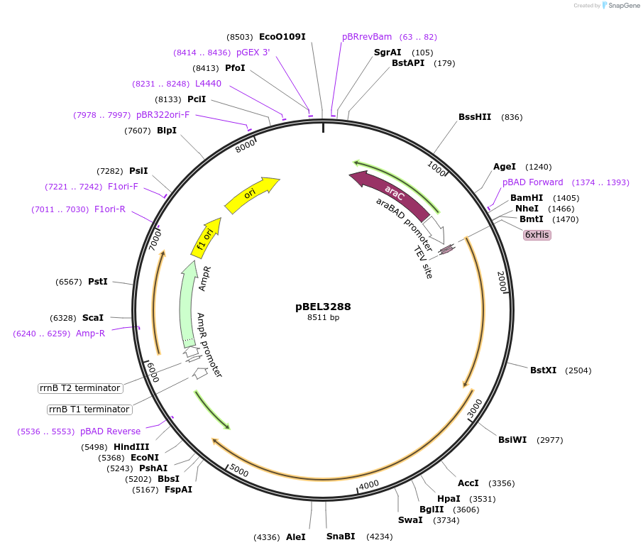 247060-plasmid-map-sequence-id-492986