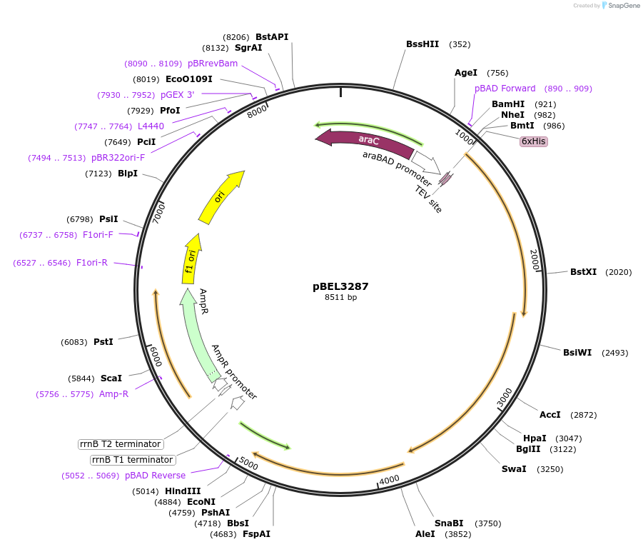 247059-plasmid-map-sequence-id-492988