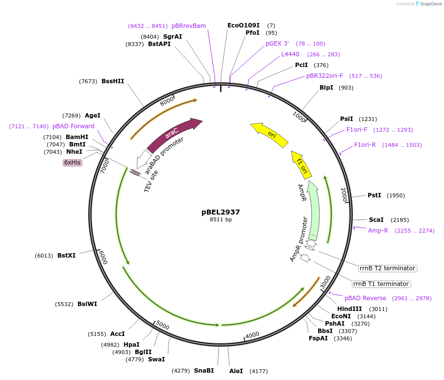 247062-plasmid-map-sequence-id-492989
