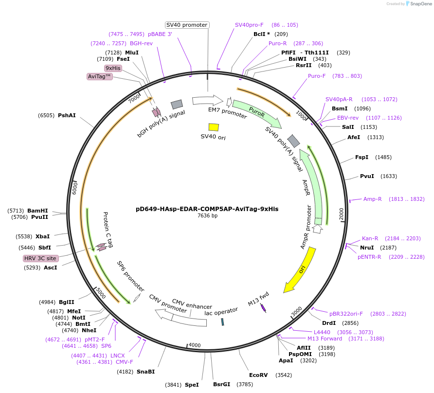 157119-plasmid-map-sequence-id-492992