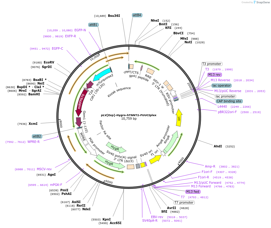 240220-plasmid-map-sequence-id-492993