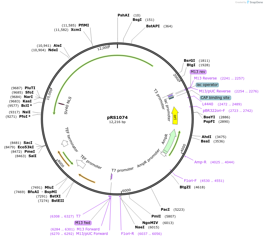 247642-plasmid-map-sequence-id-492994