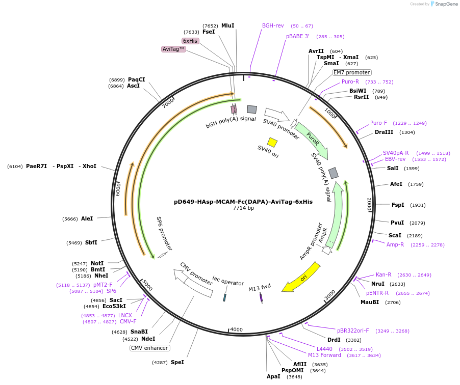 156909-plasmid-map-sequence-id-493002