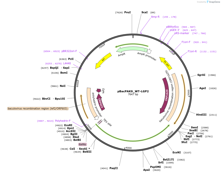 248165-plasmid-map-sequence-id-493005