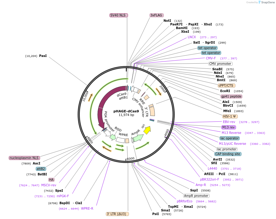 248566-plasmid-map-sequence-id-493009