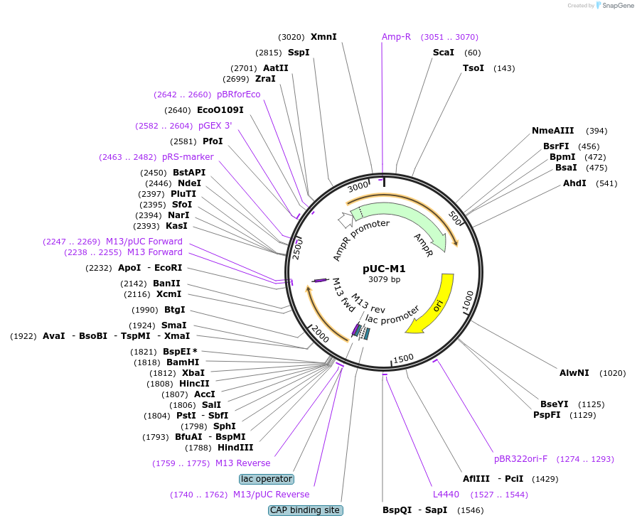 246824-plasmid-map-sequence-id-493032