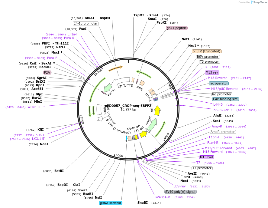 242530-plasmid-map-sequence-id-493042