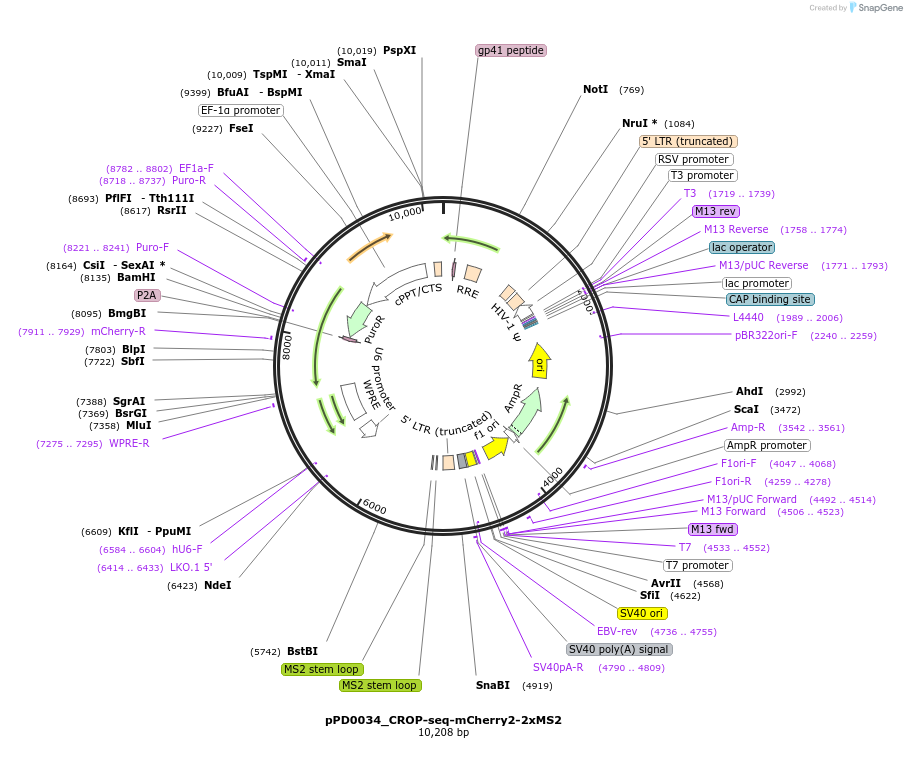 242531-plasmid-map-sequence-id-493043