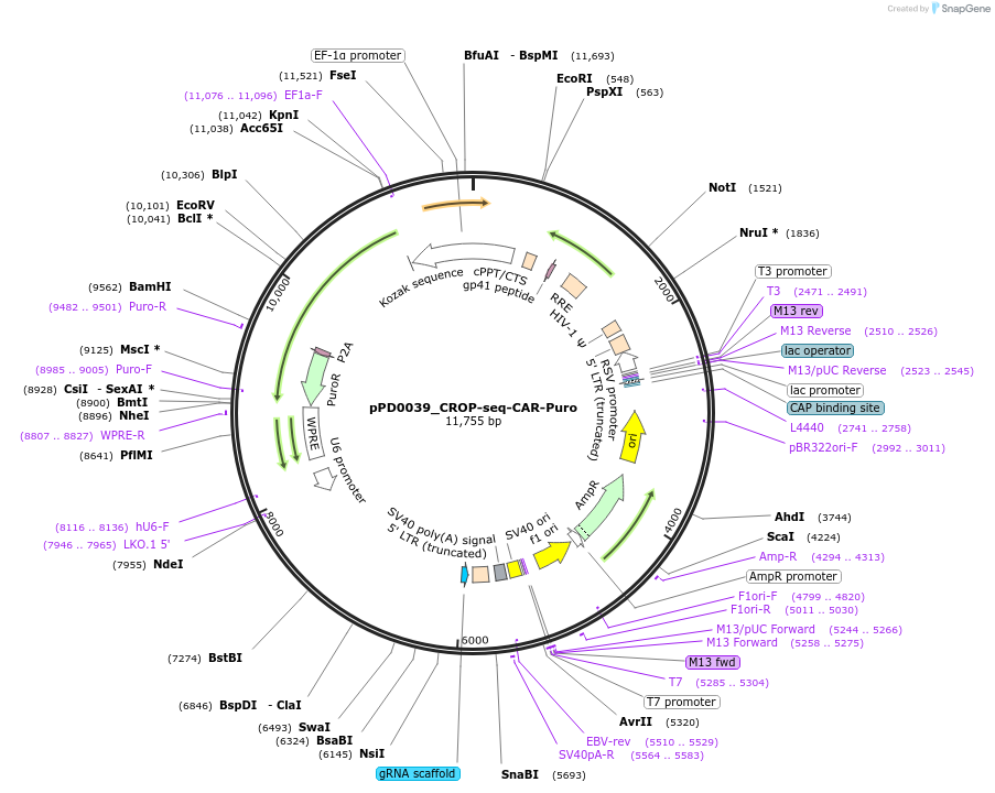 242532-plasmid-map-sequence-id-493044