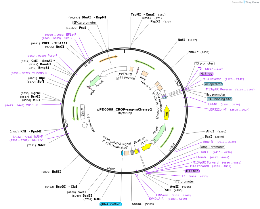 242529-plasmid-map-sequence-id-493045