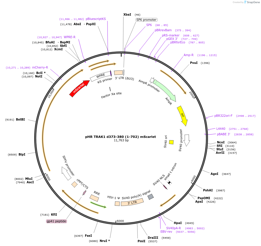 248244-plasmid-map-sequence-id-493048