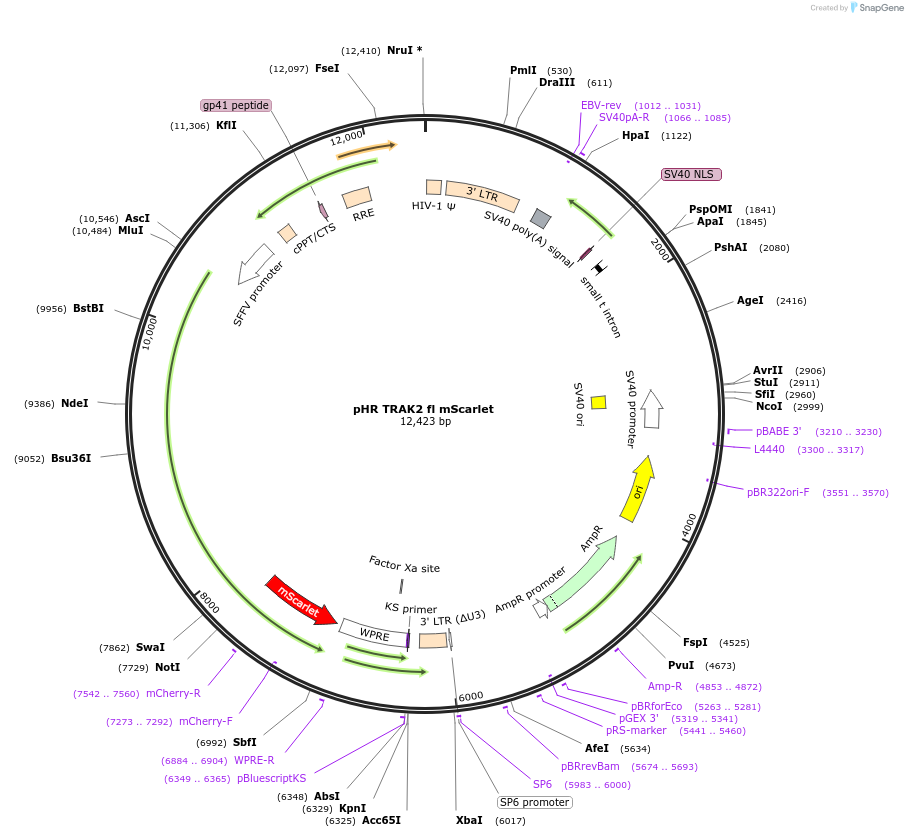 248268-plasmid-map-sequence-id-493052