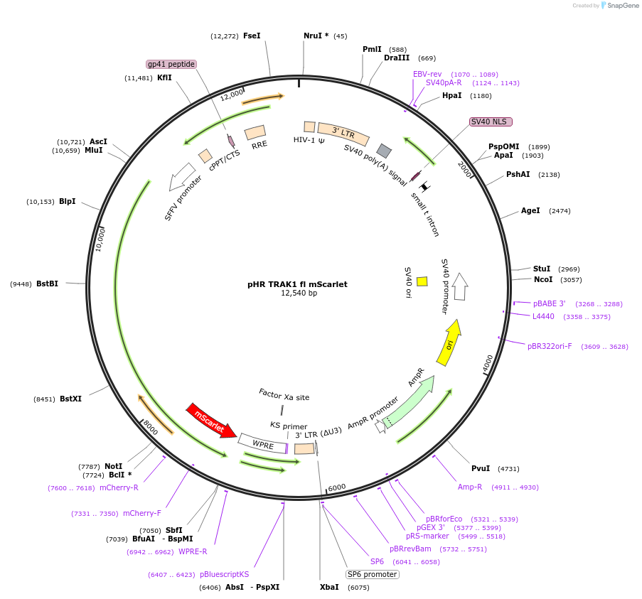 248267-plasmid-map-sequence-id-493053