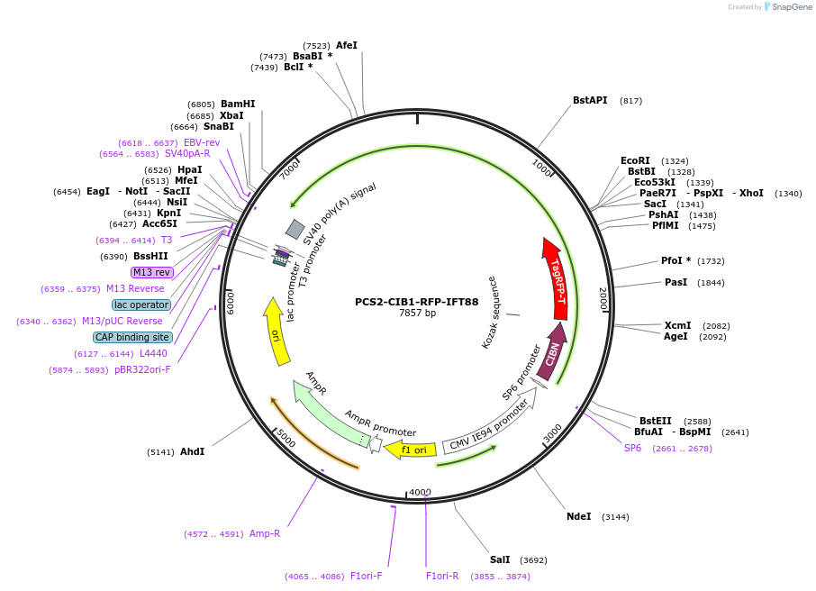 248077-plasmid-map-sequence-id-493064