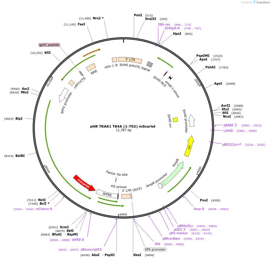 248252-plasmid-map-sequence-id-493074