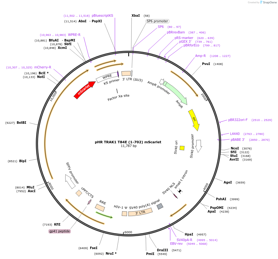 248251-plasmid-map-sequence-id-493075
