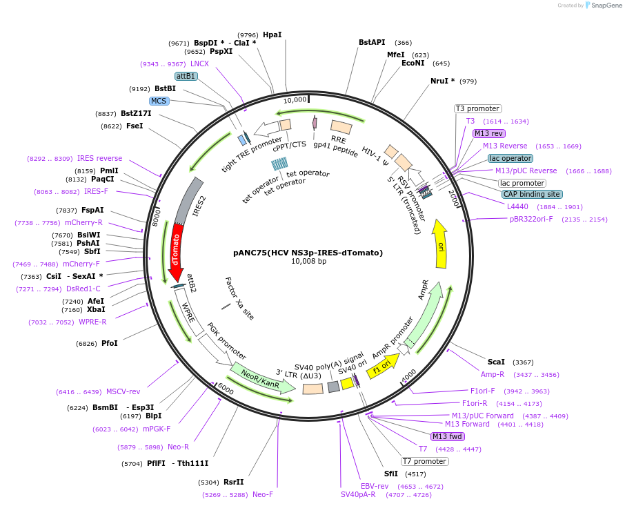 248361-plasmid-map-sequence-id-493084