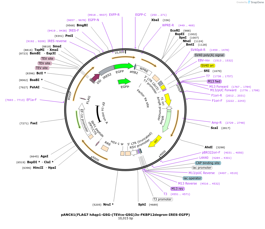 248354-plasmid-map-sequence-id-493085