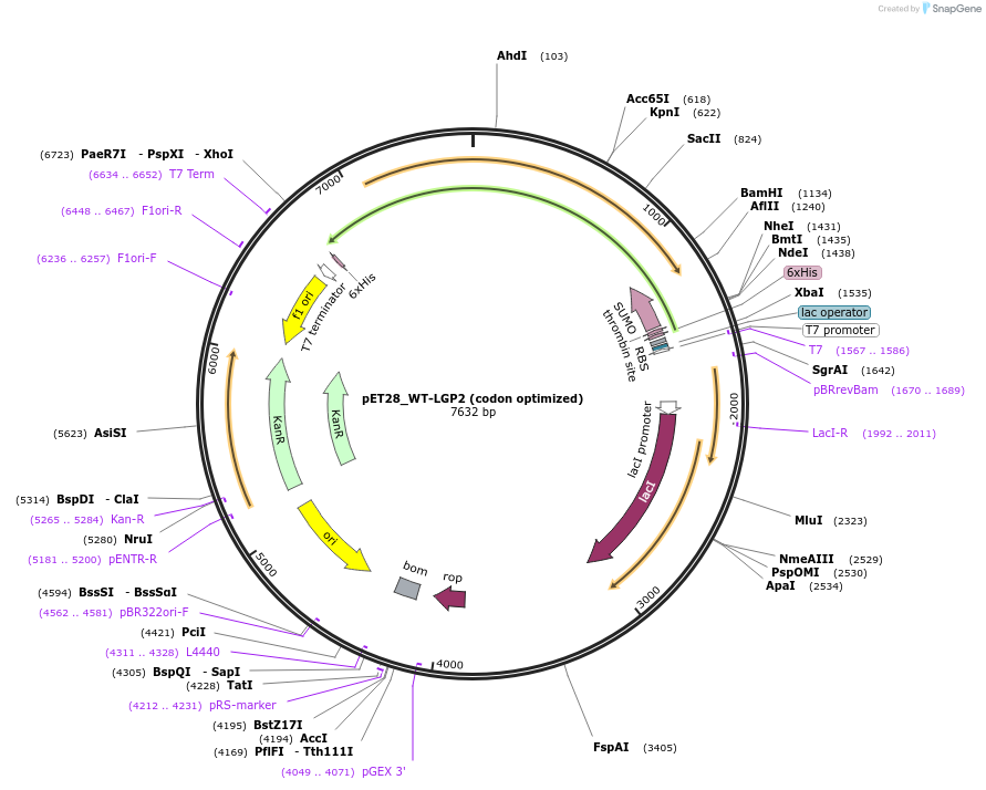 248163-plasmid-map-sequence-id-493092