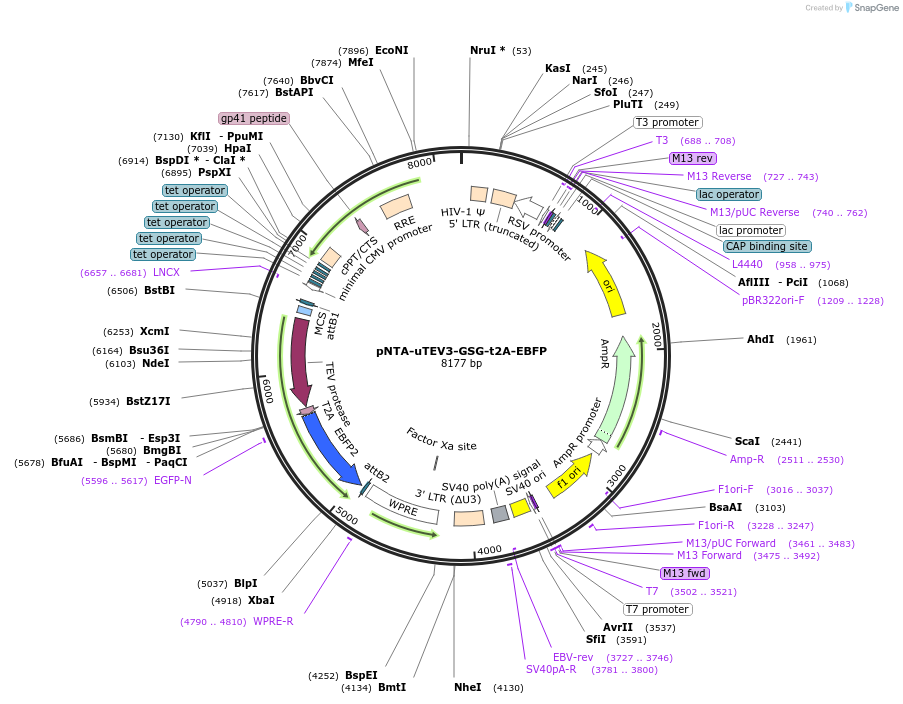 248360-plasmid-map-sequence-id-493094
