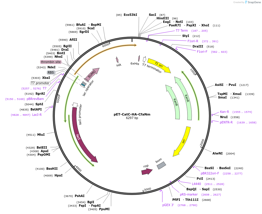 241424-plasmid-map-sequence-id-493095