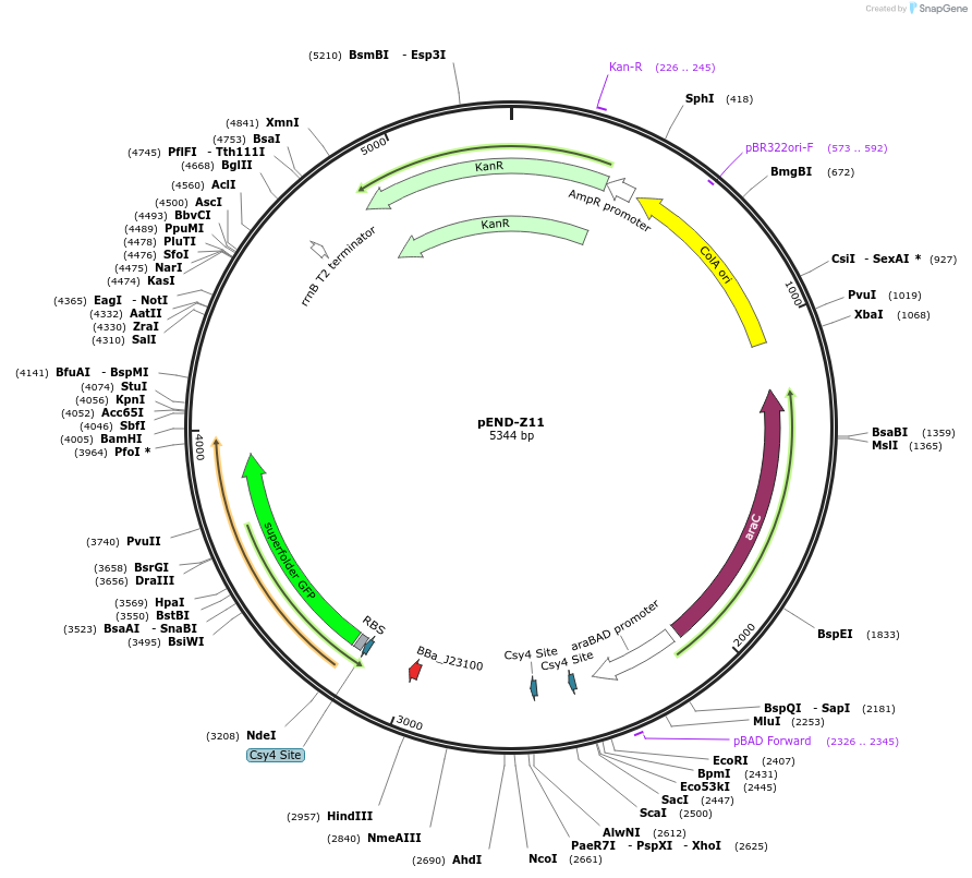 239001-plasmid-map-sequence-id-493106