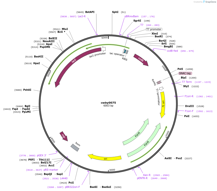 247424-plasmid-map-sequence-id-493108