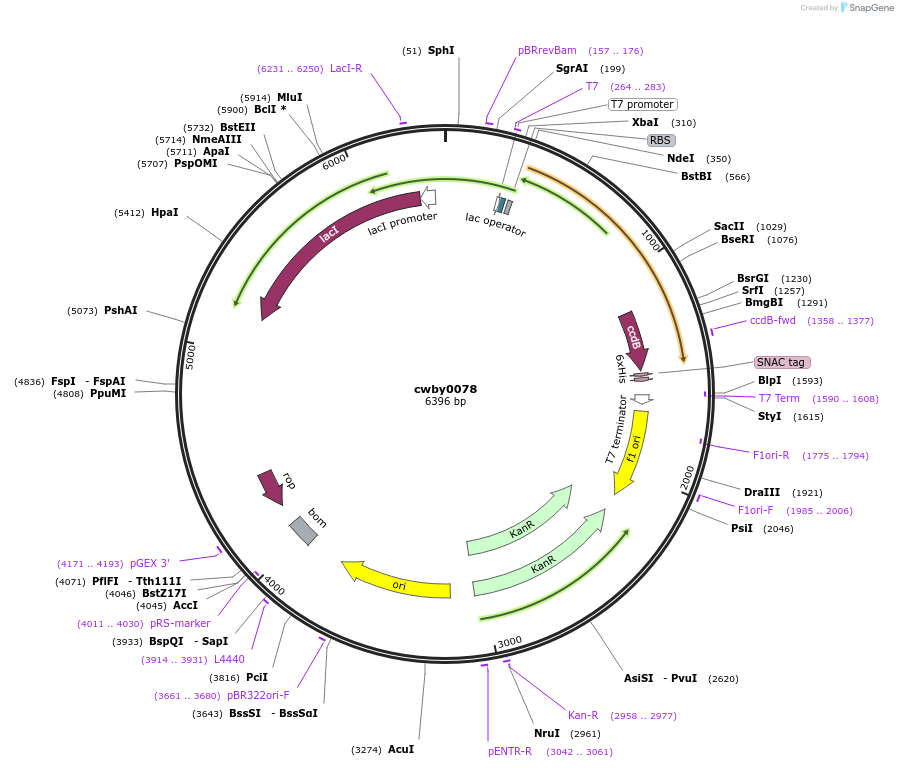 247428-plasmid-map-sequence-id-493131