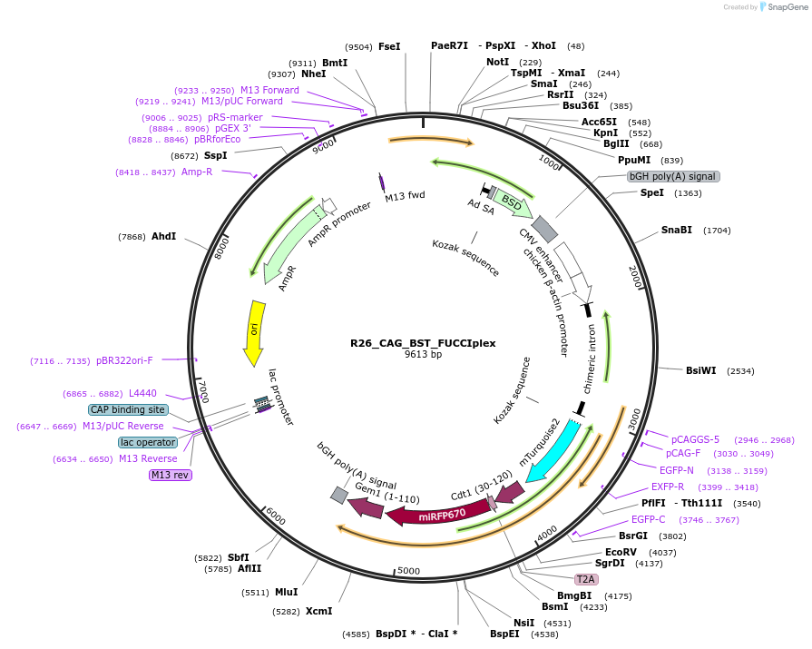 240241-plasmid-map-sequence-id-493162