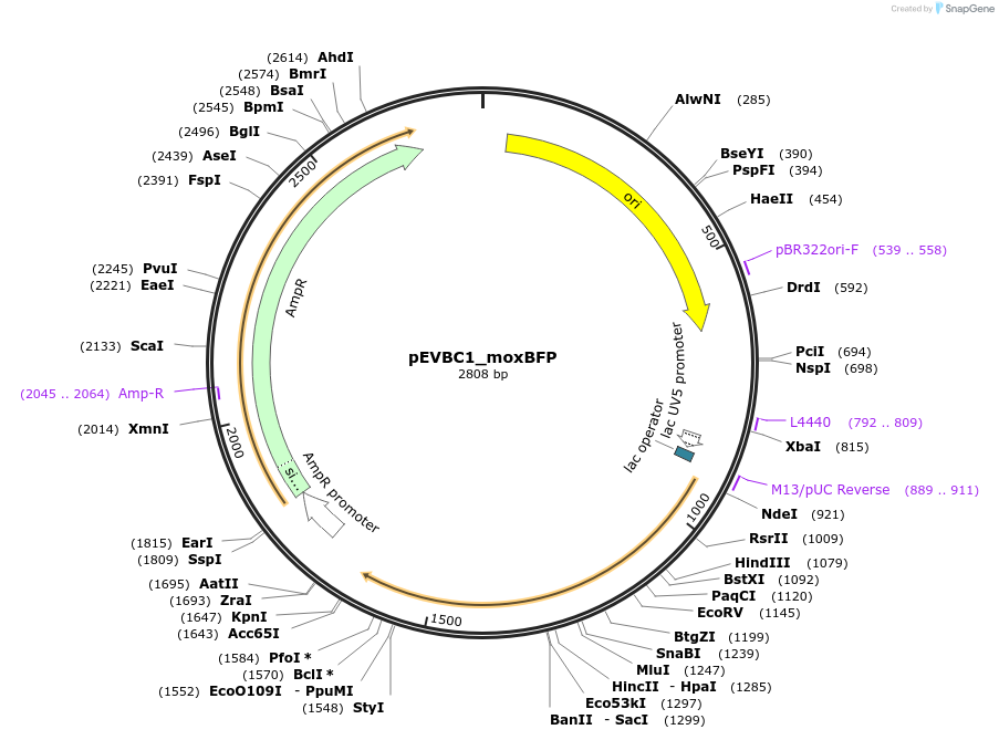 248345-plasmid-map-sequence-id-493220