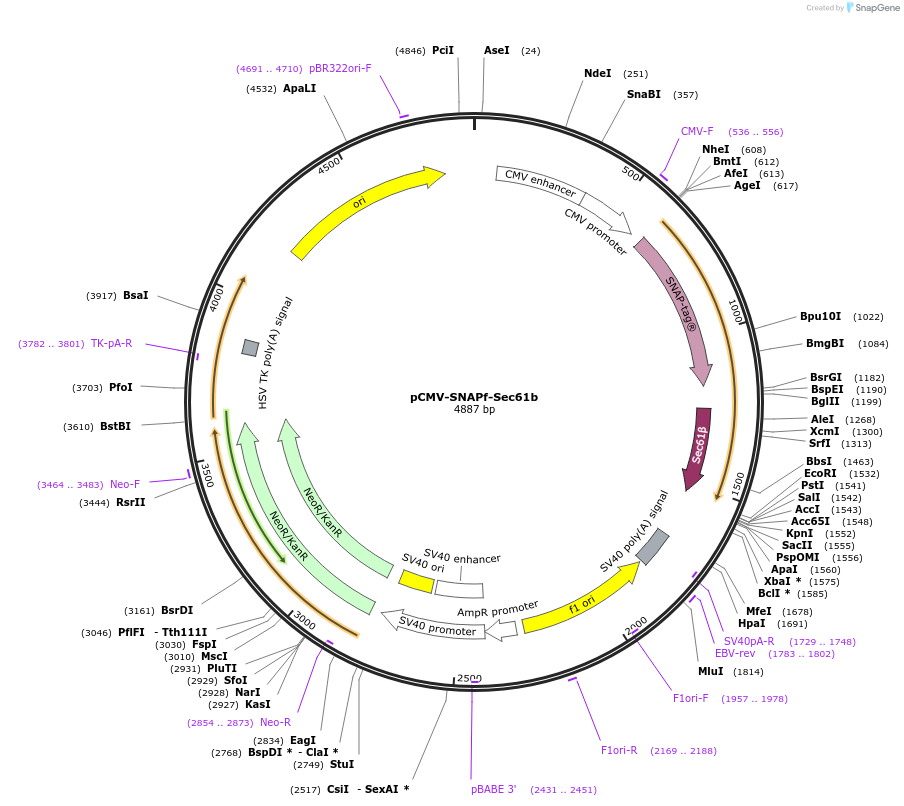 247295-plasmid-map-sequence-id-493223