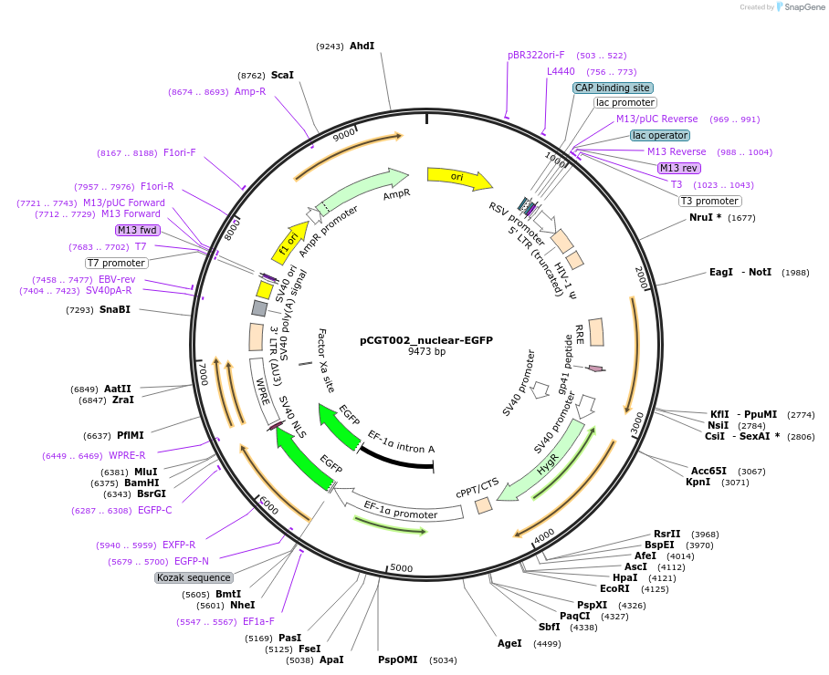 248084-plasmid-map-sequence-id-493224