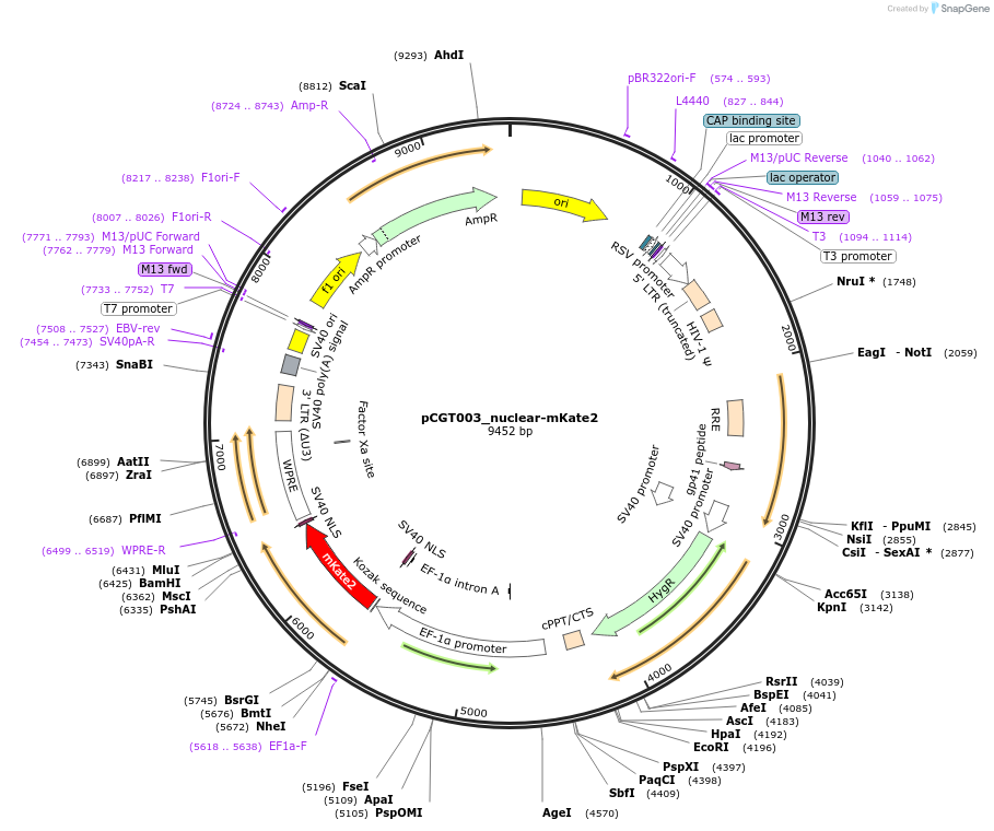 248085-plasmid-map-sequence-id-493225