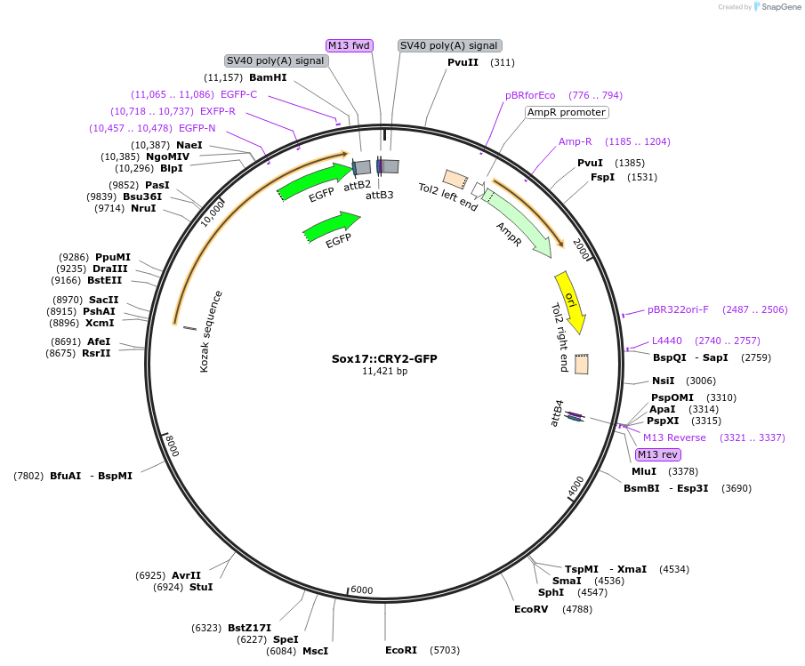 248078-plasmid-map-sequence-id-493227